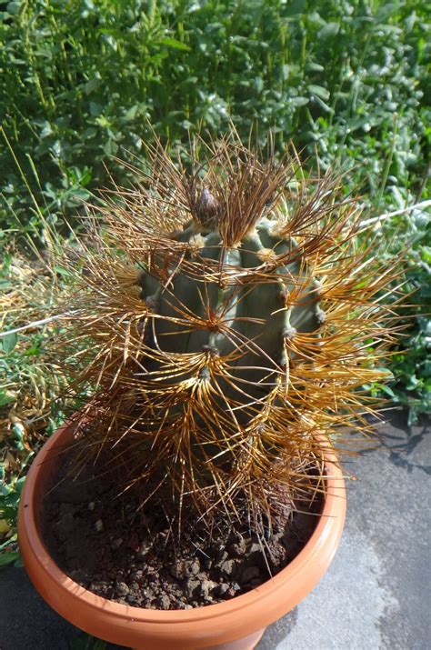 Astrophytum Capricorne Cactus Plants Cacti And Succulents Planting