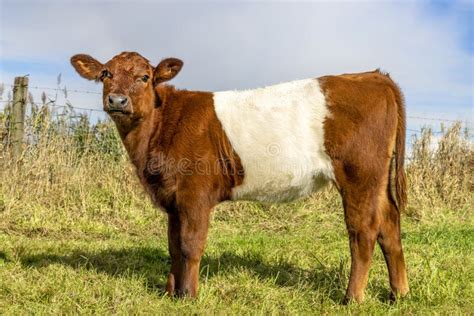 Dutch Belted Cow Calf Lakenvelder Cattle Red And White Livestock