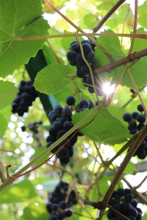 Isabella is an American Grape Variety Stock Photo - Image of taste ...