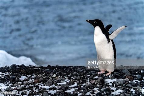 53 Adelie Penguin Migration Stock Photos, High-Res Pictures, and Images ...