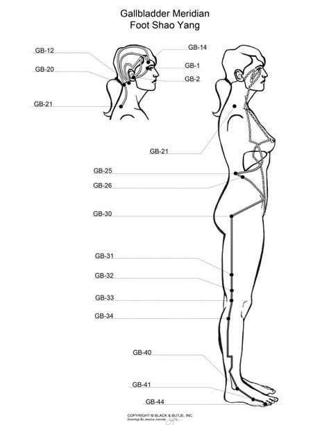 The Gallbladder Meridian Big Tree School Of Natural Healing Learn