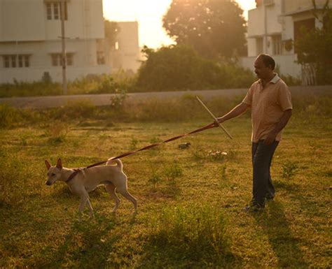 Warm Up And Other Safety Tips For Exercising Your Dog Happiest Health