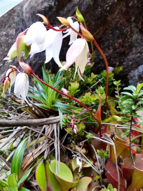 Venezuela: Mt Roraima – Roraima Carnivorous Pitcher Plants ...