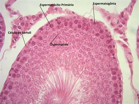 Tejido Testiculo Humano