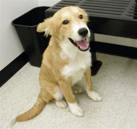 Bay County Animal Shelter Pets of the Week for Sept. 1 - mlive.com