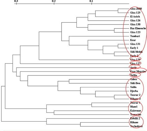 Dendrogram Resulting From An Upgma Cluster Analysis Of 31 North Africa