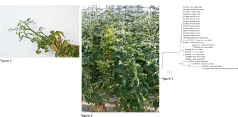 Figure 3 From First Report Of Tomato Chlorotic Dwarf Viroid Tcdvd In Tomato In Norway And