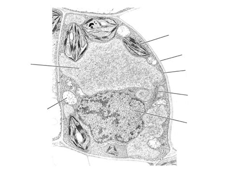 Diagram of plant cell label electron micrograph | Quizlet