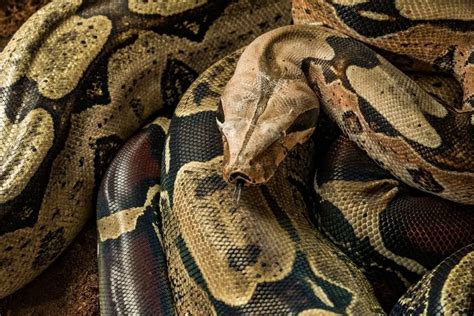 Boa Constrictor Care Sheet Complete Guide