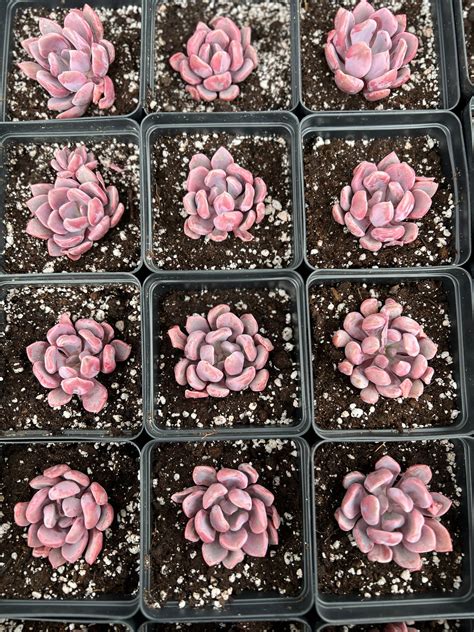 Graptoveria Topsy Debbie Cupid Deep Pink April Farmrare Succule