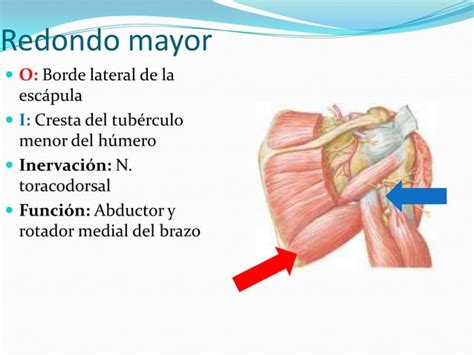 Miología de miembro superior PPT Descarga Gratuita