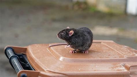 Rat Control 101: What Every Fort Worth Homeowner Needs To Know