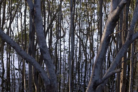 Trees In A Swamp-3812 | Stockarch Free Stock Photos