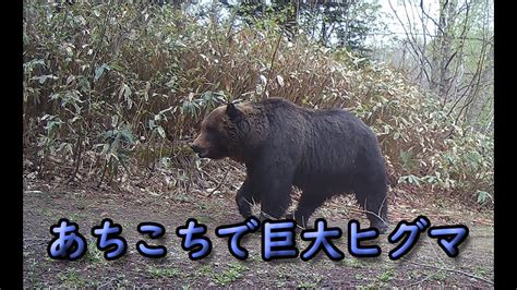 あちこちで巨大ヒグマ イラクサを食べるヒグマ Brown Bear Trail Camera Hunting Camera 北海道ヒグマ