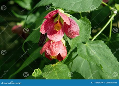 Flower Hybrid Abutilon Flowering Maple Stock Photo Image Of Tropical