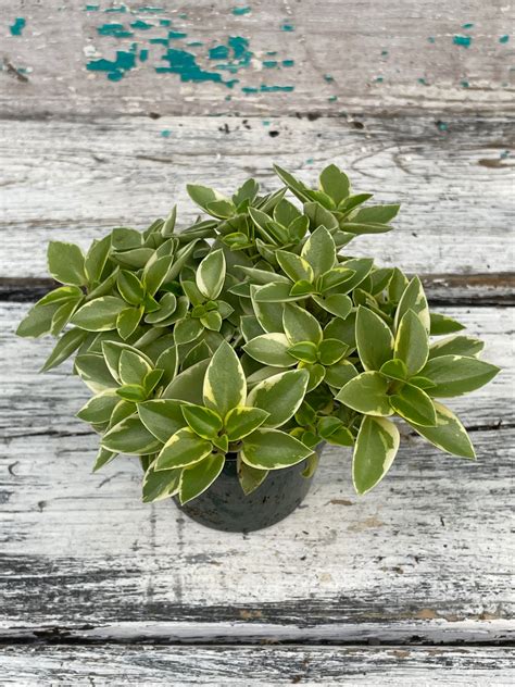 Peperomia Orba Variegata 3 Pot