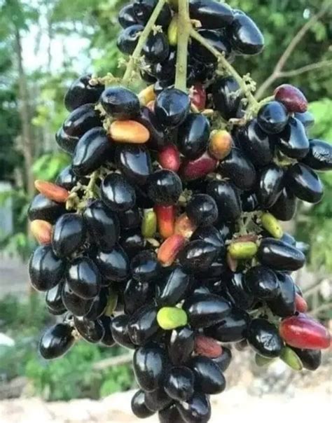 mengenal buah juwet kekayaan alam  budaya indonesia tani untung