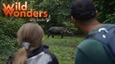 Wild Wonders With Brooke Costa Rica Rainforest Trailer Youtube