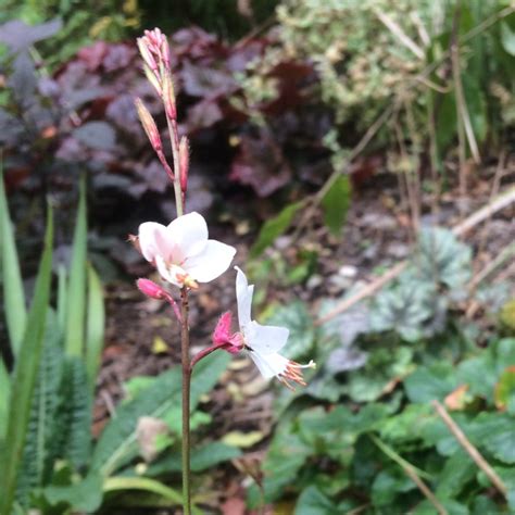 Oenothera Lindheimeri Syn Gaura Lindheimeri Lindheimer S Beeblossom