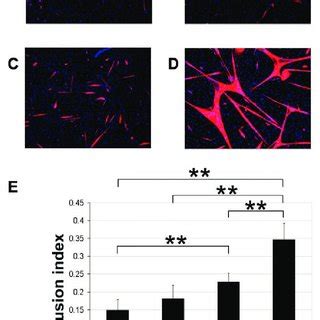 Immunocytochemical Staining Of Muscle Derived Stem Cells MDSCs For