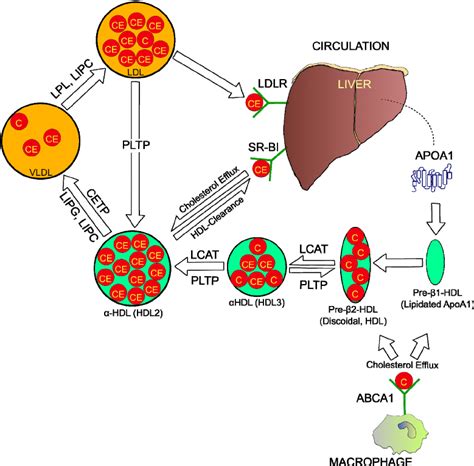 Reverse cholesterol transport pathway. Arrows are indicative of ...