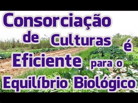 Consorcia O De Culturas Eficiente Para O Equil Brio Biol Gico