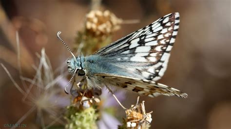 Checkered Skipper Butterfly North American Insects Spiders