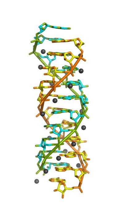 The Dragon's Tales: Double Helix RNA Found