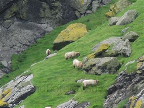 Boreray the Island and the sheep