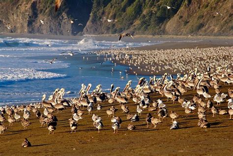 Premium Photo Pelicans And Seagulls Perching On Shore