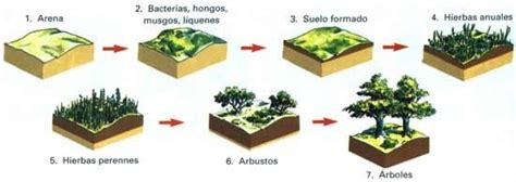 EKolOgIa Sucesion Ecologica