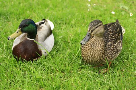 Erpel Ente Stockente Kostenloses Foto Auf Pixabay Pixabay