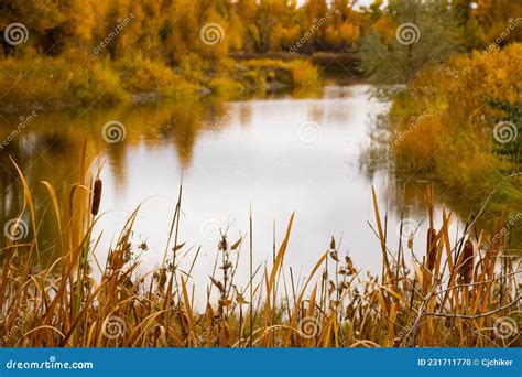 Cattails In Autumn Lake Foliage Fall Color Stock Photo Image Of