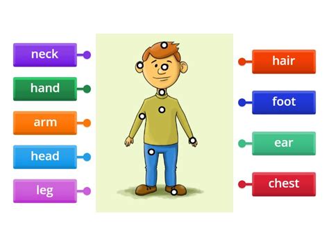 Human body - Labelled diagram