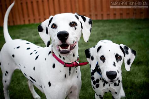 Dalmatians Smiling Smiling Dalmatian Dalmatian Puppy Dalmatian Doggy