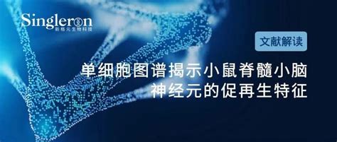 单细胞图谱揭示小鼠脊髓小脑神经元的促再生特征 知乎