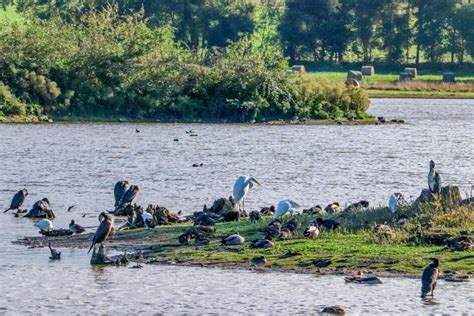 Visite Guid E De La R Serve Ornithologique De Careil Semaine Du