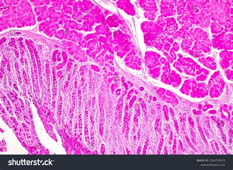 Tissue Stomach Human Under Microscope Lab Stock Photo 2161578173 | Shutterstock