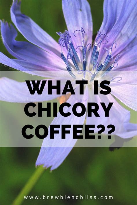 What Is Chicory Coffee And How Do You Make It Chicory Coffee Coffee