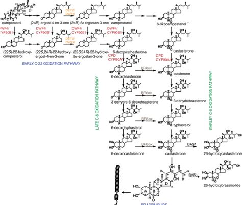 Brassinosteroid Biosynthesis Pathway Download Scientific Diagram