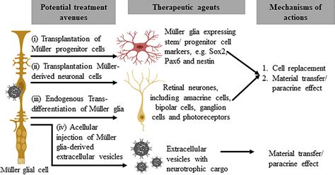 Frontiers Retinal Stem Progenitor Cells Derived From Adult Müller