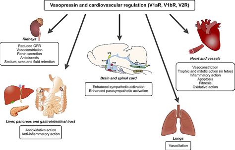 Figure 3 From Complementary Role Of Oxytocin And Vasopressin In