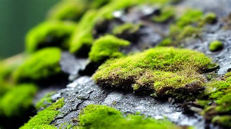 List of mosses | Major Genera & Species | Britannica