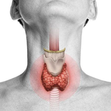 Anatomia Della Faringe E Della Laringe