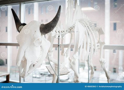 Bison Skeleton (Bison Bison) Stock Image - Image of educational, skull ...