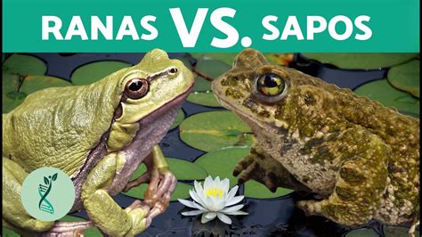 ¡diferencias Entre Ranas Y Sapos 🐸 Características Y Semejanzas De