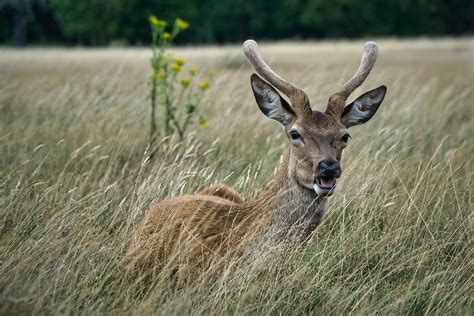 Ciervo Fauna Silvestre Naturaleza Foto Gratis En Pixabay