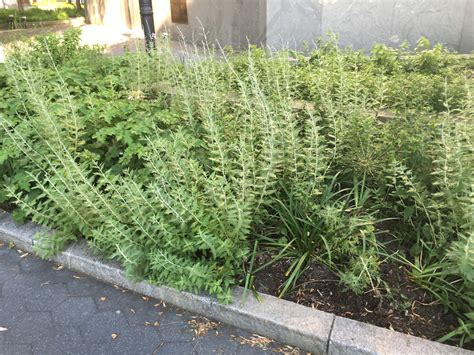 Former jewel of NYC parks, BPC Parks are now neglected beds of weeds