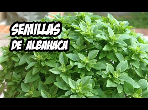 Como Conseguir Semillas De Albahaca La Huerta De Ivan Youtube