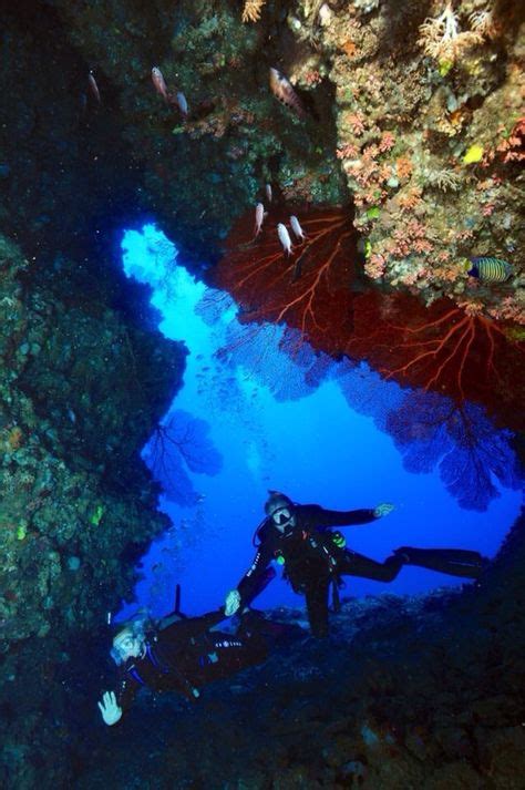 20 Best Dive In Fiji Images Fiji South Pacific Archipelago